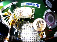 На китайской космической станции «Тяньгун» вывели бабочку в условиях невесомости