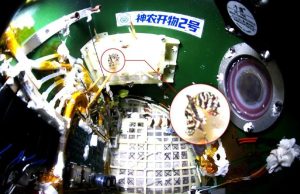 На китайской космической станции «Тяньгун» вывели бабочку в условиях невесомости