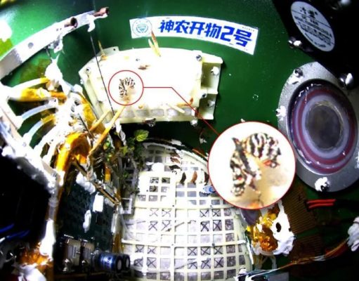 На китайской космической станции «Тяньгун» вывели бабочку в условиях невесомости