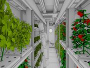 В России работают над овощным климатроном для марсианских миссий