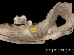 Собаки сопровождают человека уже 14 тысяч лет