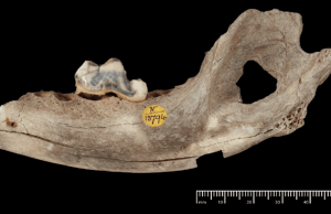 Собаки сопровождают человека уже 14 тысяч лет