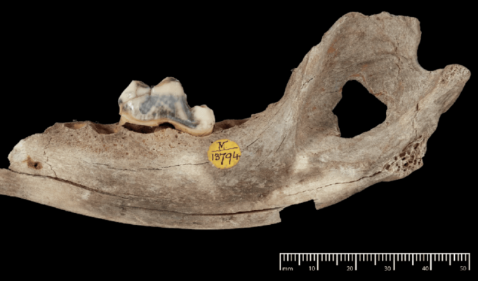 Собаки сопровождают человека уже 14 тысяч лет