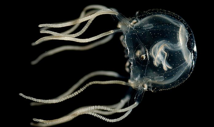 Оказывается, медузы способны к обучению — хотя у них нет мозга 