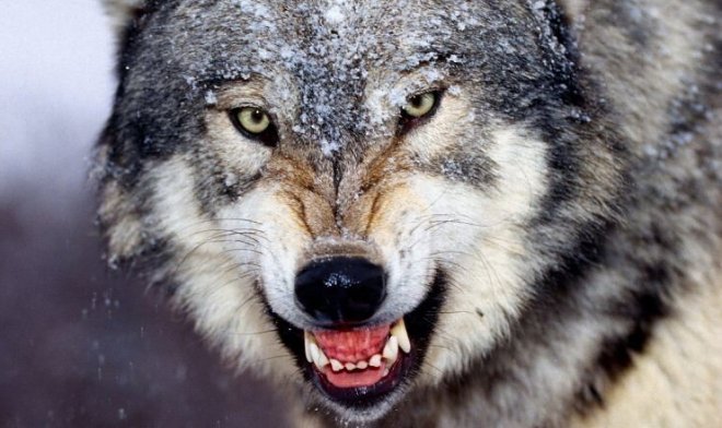 Токсоплазмоз превращает обычных волков в вожаков стаи 